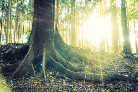 Jungle forest with Tree root and sun flare - vintage filterの写真素材