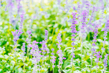 Selective focus point on Lavender flower - vintage filterの写真素材