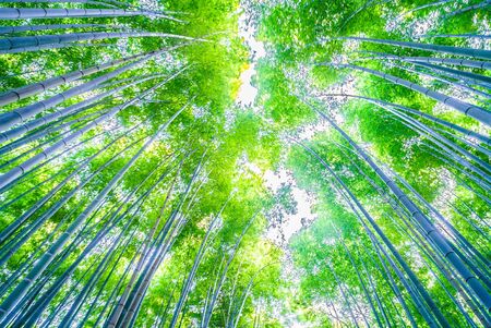 Beautiful Bamboo forest in Arashiyama at Kyoto - Bright Processing style pictures