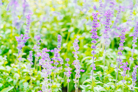 Selective focus point on Lavender flower - vintage filterの写真素材