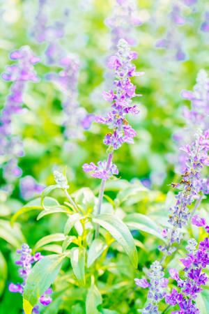 Selective focus point on Lavender flower - vintage filterの写真素材
