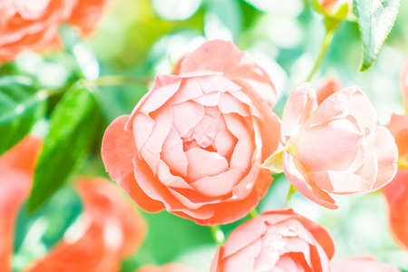 Beautiful flowerの写真素材