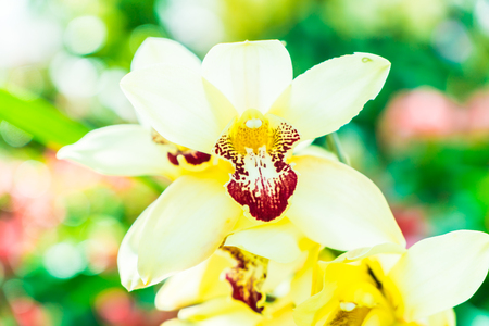Soft focus on Orchid flowerの写真素材