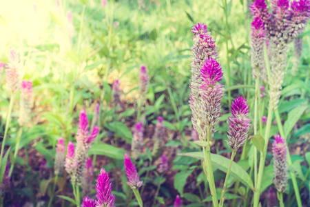 Selective focus point on Vintage flower - Vintage Filterの写真素材