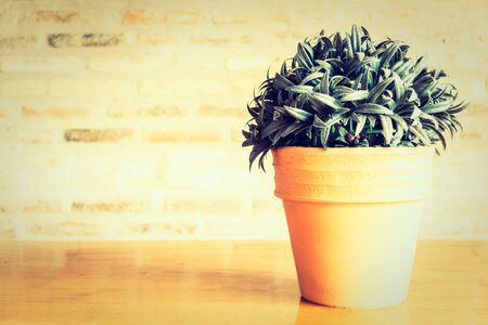 Vase plant decoration of room interior - Vintage Filterの写真素材