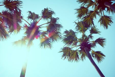 Beautiful plam tree with sky background - Vintage Film Filterの写真素材