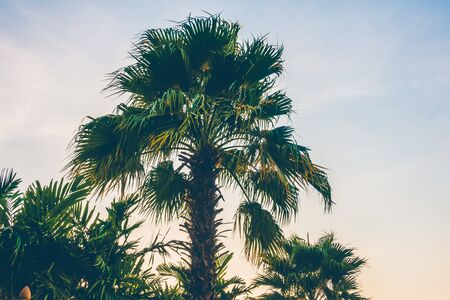 Silhouette palm trees on the beach with sunset - Vintage filter and boost up color processingの写真素材