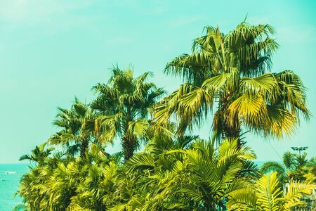 Beautiful palm tree with blue sky background - Vintage Filterの写真素材