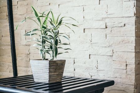 Vase plant tree decoration in living room interior - Vintage Light Filterの写真素材