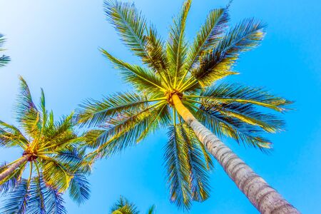 Coconut palm tree on blue sky for background - Vintage Filterのeditorial素材