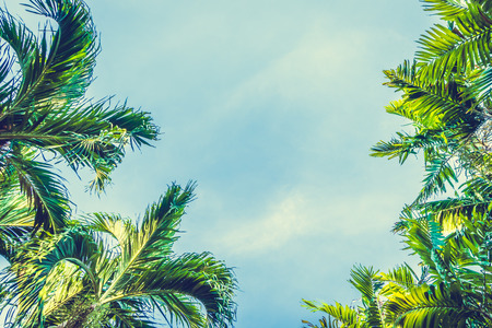 Vintage coconut palm tree on sky background - Vintage Filterの写真素材