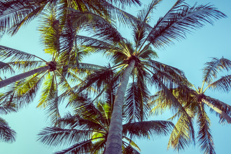 Coconut palm tree on blue sky for background - Vintage Filterの写真素材