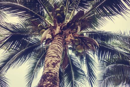Beautiful vintage coconut palm tree on sky background - Vintage Filterの写真素材