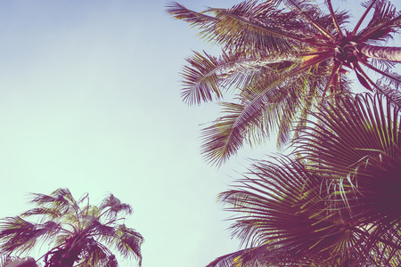 Vintage coconut palm tree on sky background - Vintage Filterの写真素材