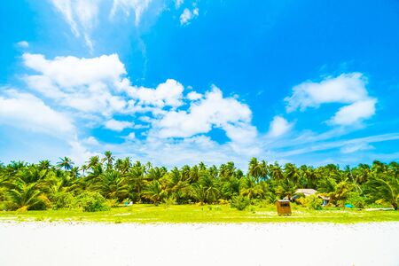 Beautiful tropical beach and sea in maldives island with coconut palm tree and blue sky backgroundの写真素材