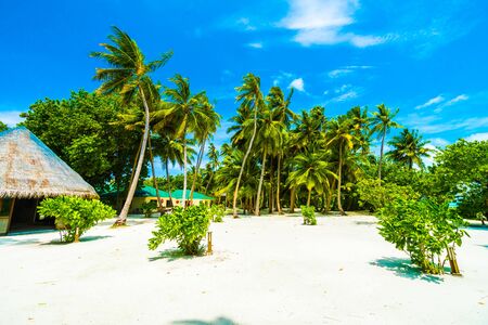 Beautiful tropical beach and sea in maldives island with coconut palm tree and blue sky backgroundの写真素材