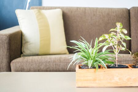 Vase plant decoration interior of room