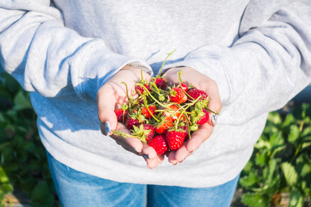 Holding strawberry in handの写真素材