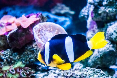Colorful fish in underwater with coralの写真素材