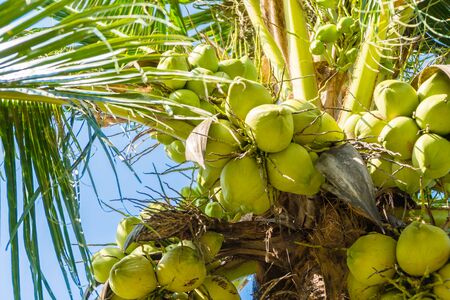 Coconut palm tree on sky backgroundの写真素材