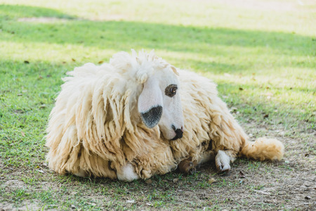 Sheep on green grass in farmの写真素材