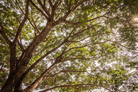 Branch of big tree on sky - Vintage Filterの写真素材