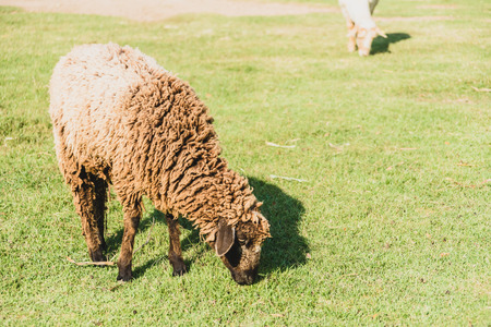 Sheep on green grass in farmの写真素材