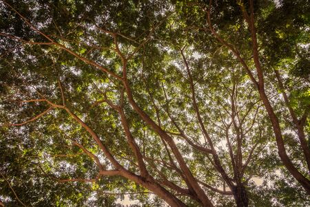 Branch of big tree on sky - Vintage Filter