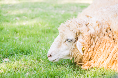 Sheep on green grass in farmの写真素材