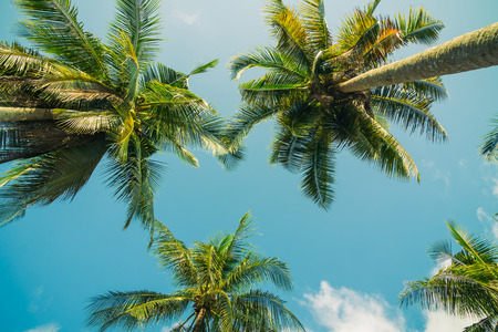Beautiful coconut palm tree on blue sky - Vintage Filterの写真素材