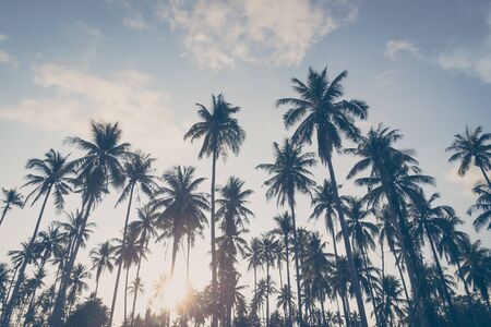 Beautiful tropical coconut palm tree on sky - Vintage Filterの写真素材