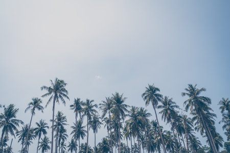 Beautiful tropical coconut palm tree on sky - Vintage Filterの写真素材