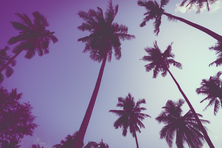 Beautiful tropical coconut palm tree on sky - Vintage Filterの写真素材