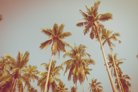 Beautiful tropical coconut palm tree on sky - Vintage Filterの写真素材