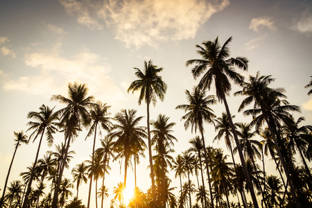 Beautiful tropical coconut palm tree on sky - Vintage Filterの写真素材