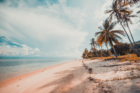 Beautiful tropical beach and sea with coconut palm tree in paradise islandの写真素材