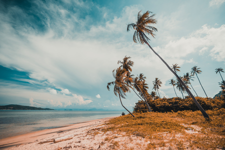 Beautiful tropical beach and sea with coconut palm tree in paradise islandの写真素材