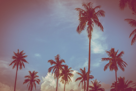 Beautiful outdoor view with tropical nature and silhouette coconut palm tree on the sky at sunset time - Vintage Filterの写真素材