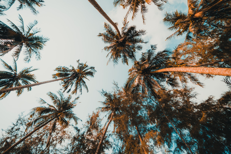 Beautiful coconut palm tree with sky background - Vintage Filterの写真素材