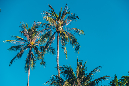 Beautiful outdoor blue sky with coconut palm tree - Vintage Filterの写真素材