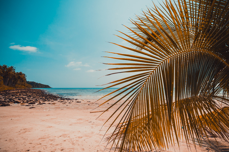 Beautiful nature tropical beach and sea with coconut palm tree on paradise island for travel vacationの写真素材