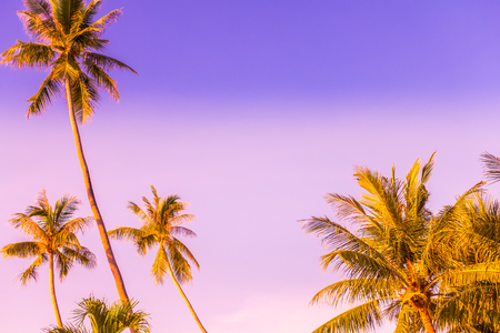 Beautiful outdoor blue sky with coconut palm tree - Vintage Filterの写真素材