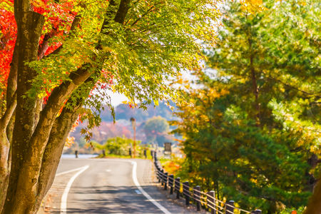 Beautiful red and green maple leaf on tree in autumn seasonの写真素材