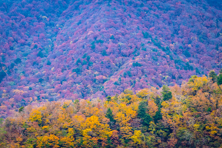 Beautiful landscape a lot of tree with colorful leaf around the mountain in autumn seasonの写真素材