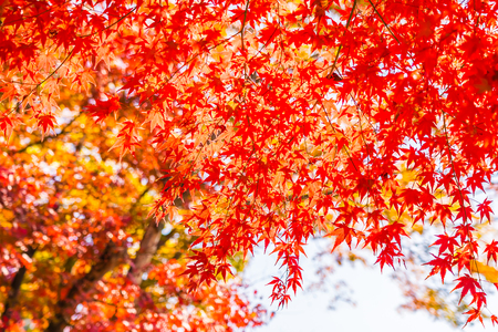 Beautiful red and green maple leaf on tree in autumn season