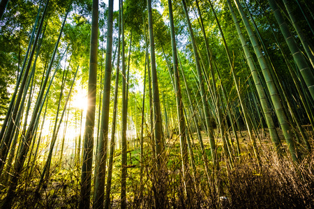 Beautiful landscape of bamboo grove in the forest at Arashiyama Kyoto Japanの写真素材
