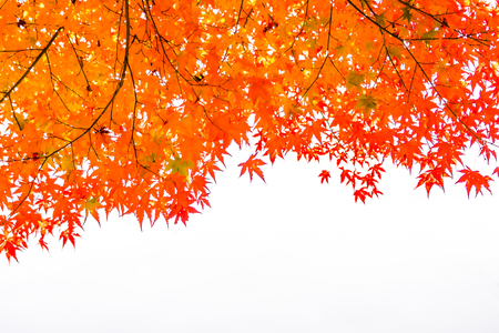 Beautiful red and green maple leaf on tree in autumn seasonの写真素材