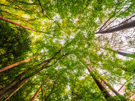 Beautiful landscape of big tree in the forest with low angel view pointの写真素材