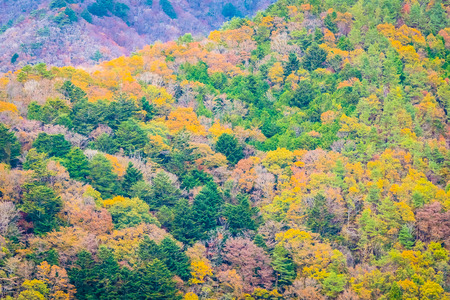 Beautiful landscape a lot of tree with colorful leaf around the mountain in autumn seasonの写真素材