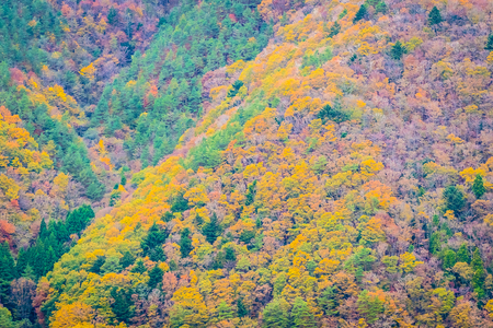Beautiful landscape a lot of tree with colorful leaf around the mountain in autumn seasonの写真素材